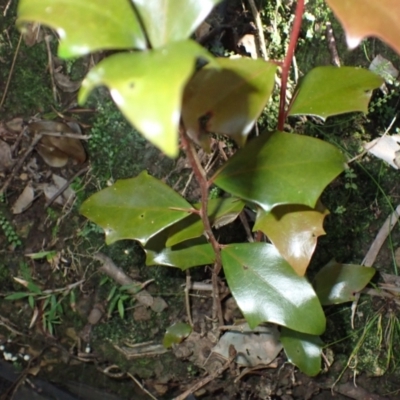 Scolopia braunii (Flintwood) at Otford, NSW - 12 Apr 2024 by plants