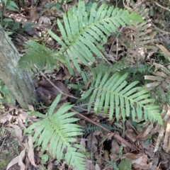 Blechnum cartilagineum (Gristle Fern) at Otford, NSW - 12 Apr 2024 by plants
