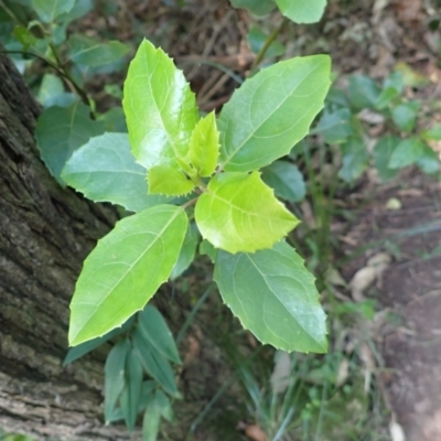 Hedycarya angustifolia (Austral Mulberry) at Otford, NSW - 12 Apr 2024 by plants