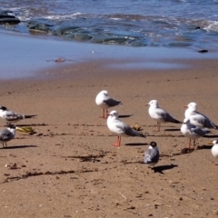 Thalasseus bergii (Crested Tern) at Otford, NSW - 12 Apr 2024 by plants