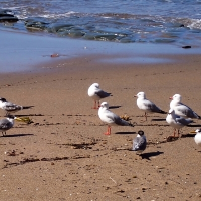 Thalasseus bergii (Crested Tern) at Otford, NSW - 12 Apr 2024 by plants