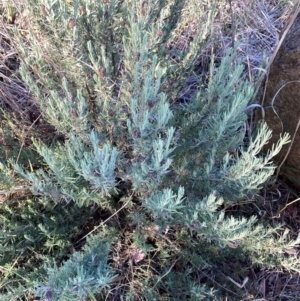 Lavandula stoechas at Hughes Garran Woodland - 11 Apr 2024