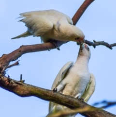 Cacatua sanguinea (Little Corella) at Poowong East, VIC - 24 Nov 2017 by Petesteamer