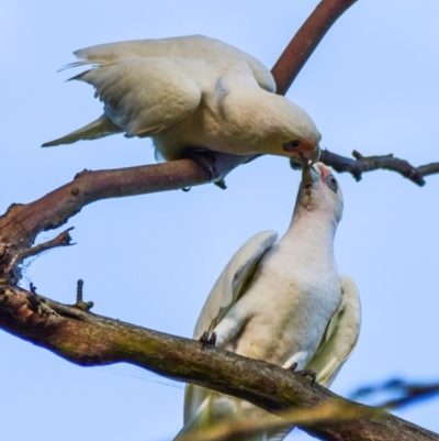 Cacatua sanguinea (Little Corella) at Poowong East, VIC - 24 Nov 2017 by Petesteamer