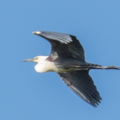 Ardea pacifica (White-necked Heron) at Poowong East, VIC - 23 Nov 2017 by Petesteamer