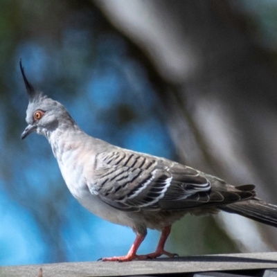 Ocyphaps lophotes (Crested Pigeon) at Poowong East, VIC - 24 Nov 2017 by Petesteamer