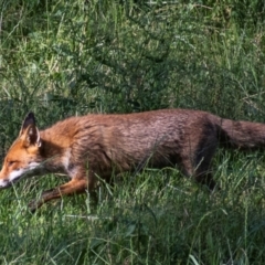 Vulpes vulpes (Red Fox) at Poowong East, VIC - 27 Nov 2017 by Petesteamer