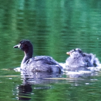 Tachybaptus novaehollandiae (Australasian Grebe) at Poowong East, VIC - 2 Mar 2018 by Petesteamer