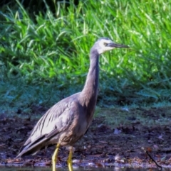 Egretta novaehollandiae (White-faced Heron) at Poowong East, VIC - 2 Mar 2018 by Petesteamer