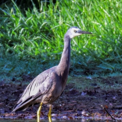 Egretta novaehollandiae (White-faced Heron) at Poowong East, VIC - 1 Mar 2018 by Petesteamer