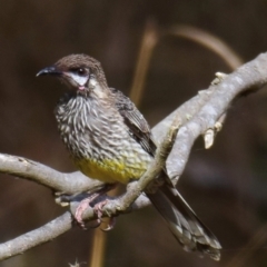 Anthochaera carunculata (Red Wattlebird) at Poowong East, VIC - 2 Mar 2018 by Petesteamer