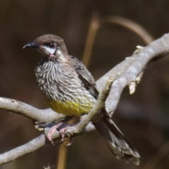 Anthochaera carunculata (Red Wattlebird) at Poowong East, VIC - 1 Mar 2018 by Petesteamer