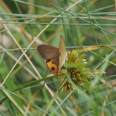 Hypocysta metirius (Brown Ringlet) at Narrawallee Creek Nature Reserve - 1 Mar 2024 by RAllen