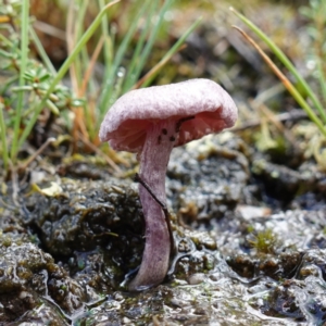 Inocybe violaceocaulis at Marulan, NSW - suppressed