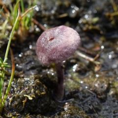 Inocybe violaceocaulis at Marulan, NSW - suppressed