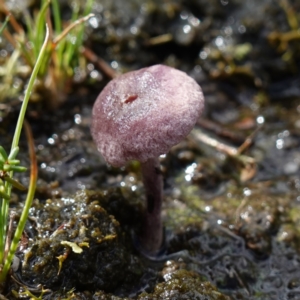 Inocybe violaceocaulis at Marulan, NSW - suppressed