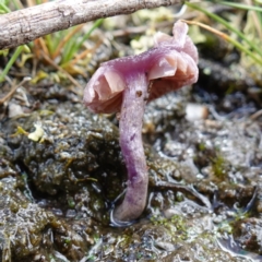 Inocybe violaceocaulis at Marulan, NSW - suppressed