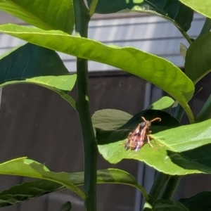 Polistes (Polistella) humilis at Franklin, ACT - 13 Apr 2024