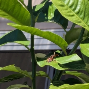 Polistes (Polistella) humilis at Franklin, ACT - 13 Apr 2024