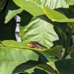 Polistes (Polistella) humilis at Franklin, ACT - 13 Apr 2024