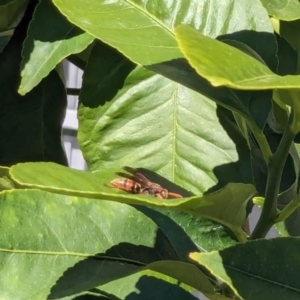 Polistes (Polistella) humilis at Franklin, ACT - 13 Apr 2024