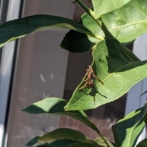 Polistes (Polistella) humilis at Franklin, ACT - 13 Apr 2024