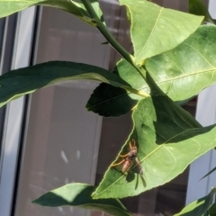 Polistes (Polistella) humilis at Franklin, ACT - 13 Apr 2024