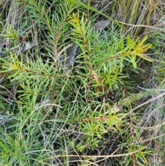 Persoonia chamaepeuce (Dwarf Geebung) at Captains Flat, NSW - 13 Apr 2024 by Csteele4