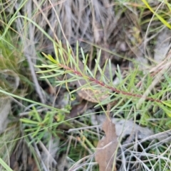 Persoonia chamaepeuce at QPRC LGA - 13 Apr 2024 01:05 PM