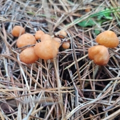 Marasmius elegans (Velvet Parachute) at Captains Flat, NSW - 12 Apr 2024 by Csteele4