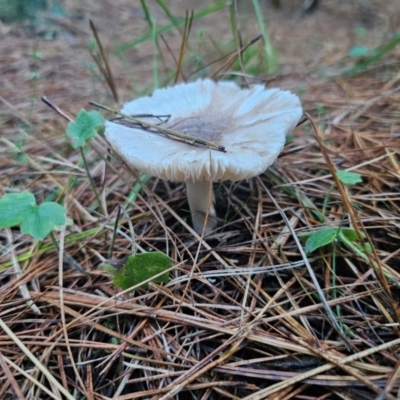 Russula sp. (genus) (Russula) at QPRC LGA - 12 Apr 2024 by Csteele4