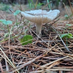 Russula sp. (genus) at QPRC LGA - 12 Apr 2024