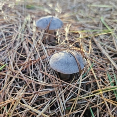 Tricholoma terreum (Grey Knight or Dirty Tricholoma) at QPRC LGA - 12 Apr 2024 by Csteele4