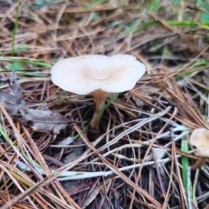 Clitocybe s.l. at QPRC LGA - 12 Apr 2024