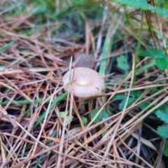 Clitocybe s.l. at QPRC LGA - 12 Apr 2024