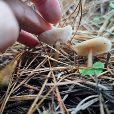 Pluteus sp. at QPRC LGA - 12 Apr 2024 by Csteele4