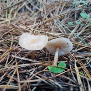 Pluteus sp. at QPRC LGA - 12 Apr 2024