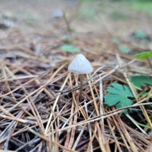 Mycena sp. ‘grey or grey-brown caps’ at QPRC LGA - 12 Apr 2024