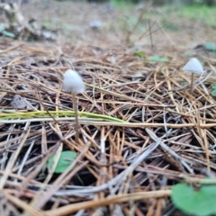 Mycena sp. ‘grey or grey-brown caps’ at QPRC LGA - 12 Apr 2024