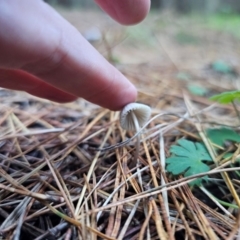 Mycena sp. ‘grey or grey-brown caps’ at QPRC LGA - 12 Apr 2024