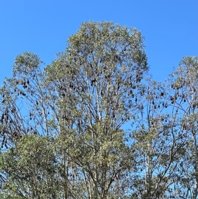 Pteropus poliocephalus (Grey-headed Flying-fox) at Kangaroo Valley, NSW - 13 Apr 2024 by lbradley