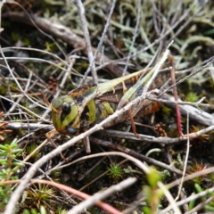 Gastrimargus musicus (Yellow-winged Locust or Grasshopper) at Marulan, NSW - 8 Apr 2024 by RobG1