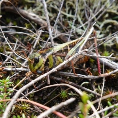 Gastrimargus musicus (Yellow-winged Locust or Grasshopper) at Marulan, NSW - 8 Apr 2024 by RobG1