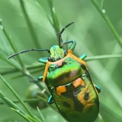 Scutiphora pedicellata (Metallic Jewel Bug) at Evatt, ACT - 24 Mar 2024 by LeahC