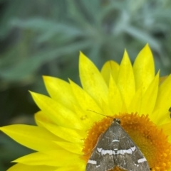 Spoladea recurvalis at Pialligo, ACT - 27 Mar 2024 03:04 PM