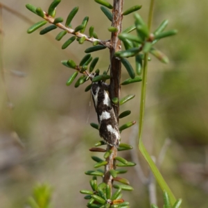 Epithymema incomposita at Marulan, NSW - 8 Apr 2024