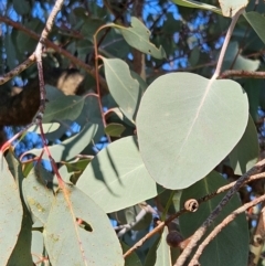 Eucalyptus nortonii at Googong Foreshore - 13 Apr 2024