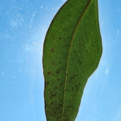 Eucalyptus nortonii at Googong Foreshore - 13 Apr 2024