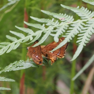 Trapezites symmomus (Splendid Ochre) at Narrawallee Creek Nature Reserve - 1 Mar 2024 by RAllen