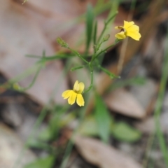 Goodenia bellidifolia subsp. bellidifolia (Daisy Goodenia) at Narrawallee Creek Nature Reserve - 1 Mar 2024 by RAllen